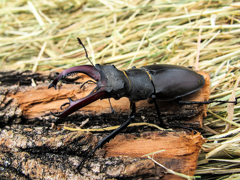 Lucanus cervus / Hirschkäfer