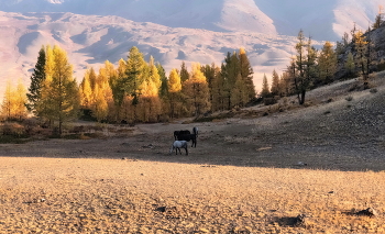 Herbst-Insel / ***