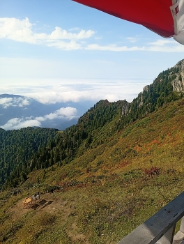 Mountain Landscape Above the Clouds with Forested Slopes / Scenic mountain landscape with lush forested slopes rising above a sea of clouds under a clear blue sky. A peaceful high-altitude nature view captured from a mountain viewpoint.