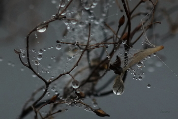 Herbst / ***
