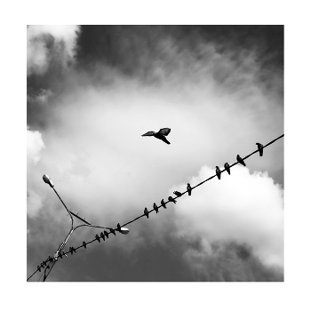 Notes / ***