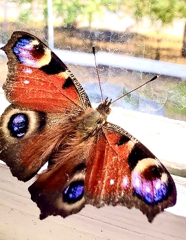 ein Schmetterling / ***