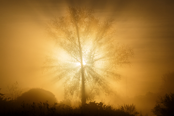 &nbsp; / ***