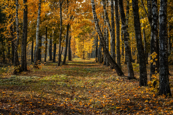 In den alten Park ... / ***