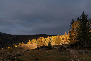 &nbsp; / ***