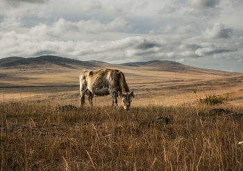 In der Steppe / ***