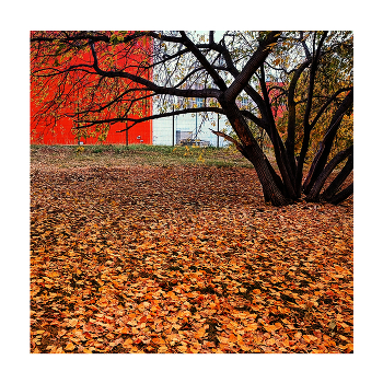 Rot Gold / ***