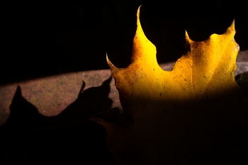 Herbst / ***