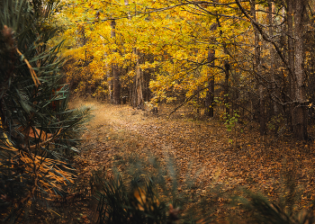 Herbst im Wald / ***