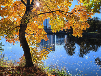 Herbstlicht ... / ***
