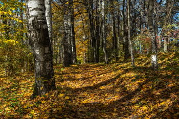 Im Herbstwald. / ***