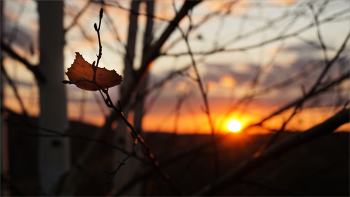 Last Leaf / ***