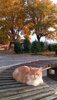 Autumn Cat. / ***