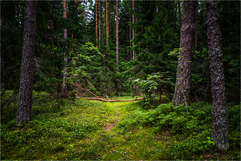 In den Pinienwald. / ***