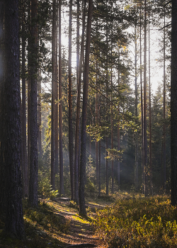 Morgen in den Wald. / ***