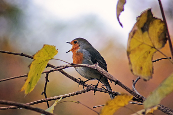 Autumn Song / ***