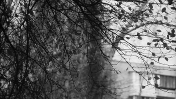 Schwarz und weiß Herbst. / ***