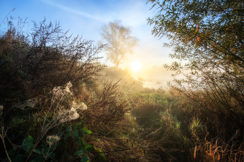 Sonnenaufgang im Wald / ***