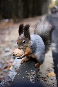 Eichhörnchen im Wintermantel / ***