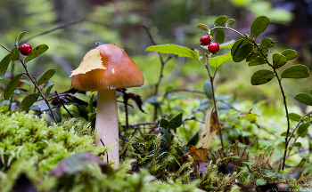 Herbst- Skizze. / ***