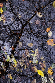 Reflection. / ***