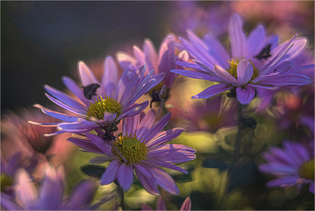 Herbstfarben / ***