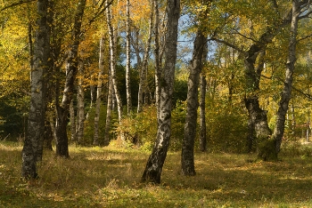 Birchwood / ***