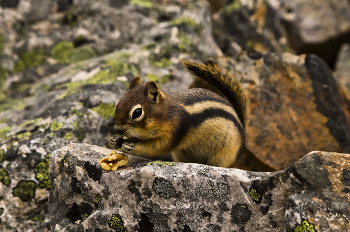 Backenhörnchen / ***