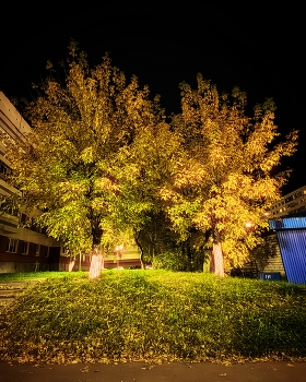 Gelbe Herbst / ***