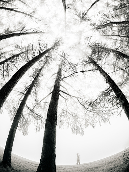 Winterwald / ***