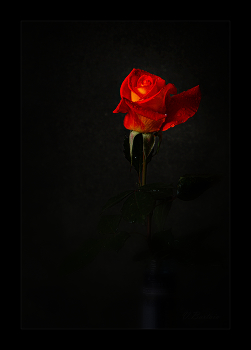 Lady / ***