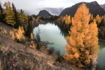 Redhead Herbst / ***