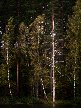 Baum / ***