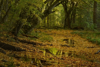 Herbst Creek / ***