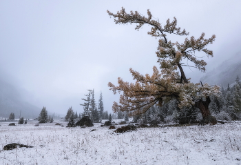 Der erste Schnee / ***