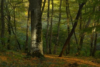 Morgen in den Wald / ***