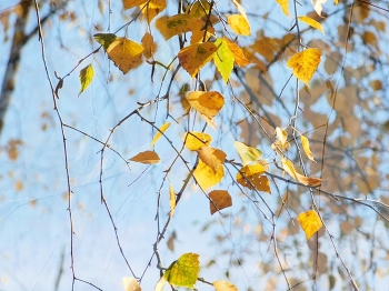 Autumn etude / ***