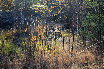 in den herbstlichen Wald / ***