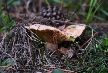 rot / ***