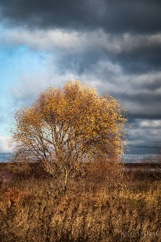 November / ***
