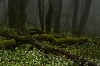 Nebliger Morgen / ***