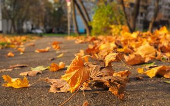 Leaves / ***