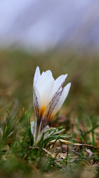 Schneeglöckchen. / ***