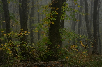 Morgen in den Wald / ***
