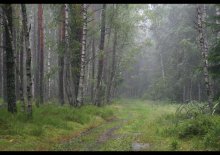 Regen im Wald / ***