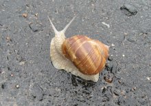 Schnecke / ***