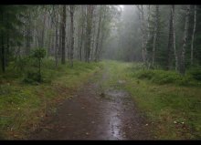 Regen im Wald ... / **********