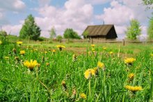 Sommer auf dem Lande / *****