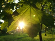 Fast Sonnenuntergang ... / ***