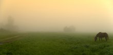 Foggy Landschaft / ***